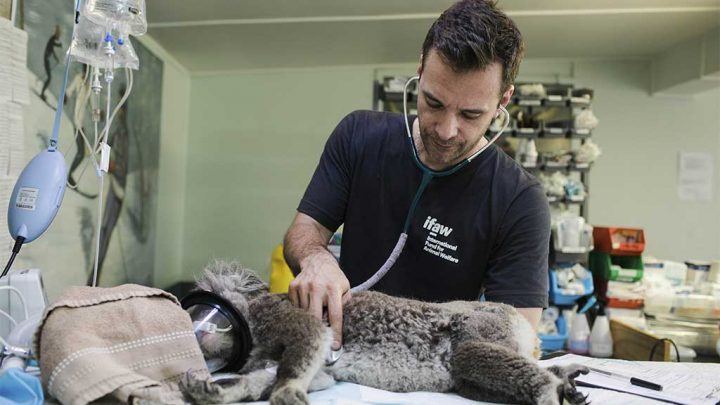 Imparte la UNAM primer diplomado de medicina forense veterinaria