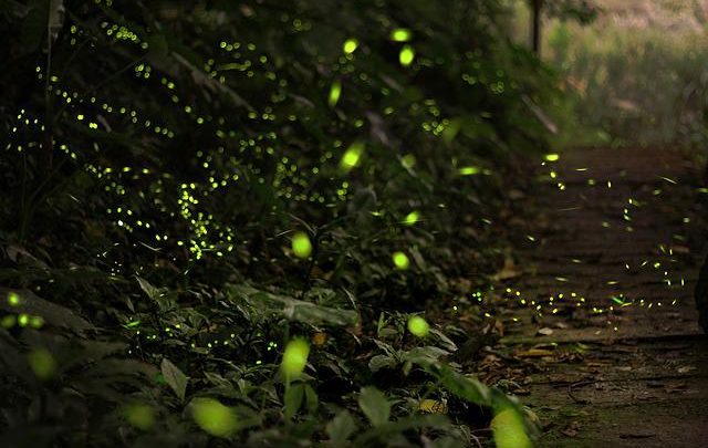 Llegan las luciérnagas al Bosque de Tlalpan