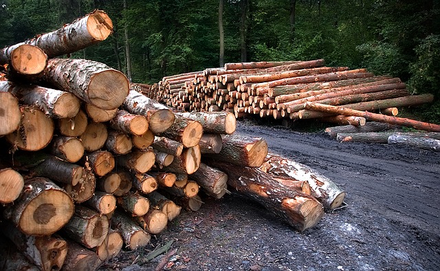 Miguel Hidalgo en contra de tala de 86 árboles; sedema puede detener ecocidio