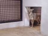 Logra Zoológico Los Coyotes rehabilitación exitosa de hembra de coyote rescatada