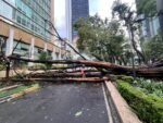 Atiende alcaldía Cuauhtémoc caídas de árboles y ramas en cinco colonias de la demarcación