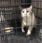 Gatita rescatada en la colonia Doctores recibe atención y rehabilitación en centro de atención canina y felina de Cuauhtémoc
