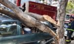 Gobierno de Ale Rojo de la Vega brinda acompañamiento a vecinos afectados por caída de árboles y ramas