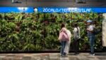 Muros Verdes en ocho estaciones, iniciativa a favor del público usuario: Metro CDMX