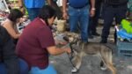 Alcaldía Cuauhtémoc atiende reporte ciudadano sobre maltrato animal en Buenavista