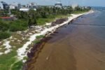 Desde Playa del Carmen, Presidenta Claudia Sheinbaum anuncia Plan Integral para limpiar de sargazo las playas de Quintana Roo