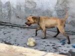 Alcaldía Cuauhtémoc atiende reporte ciudadano sobre perros en la colonia Doctores