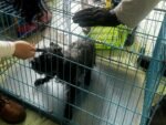 Regresan a Pulsi con su familia, el lomito rescatado de las vías del Metro
