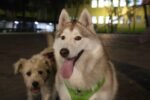 Invita Ale Rojo de la Vega a jornada gratuita de atención animal en el Jardín Pushkin: Amor Perrón