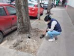 Servicios Urbanos de Cuauhtémoc implementa desratización en la Peralvillo